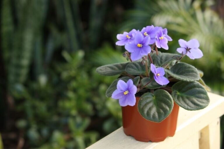 Caring For African Violets