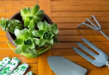 How To Care For Hens And Chicks