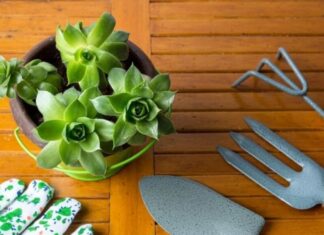 How To Care For Hens And Chicks